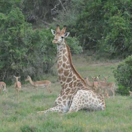 Hopewell Private Game Reserve Buyskloof Exterior foto