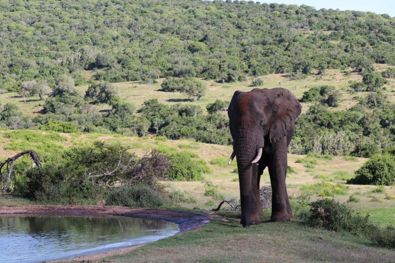 Hopewell Private Game Reserve Buyskloof Exterior foto