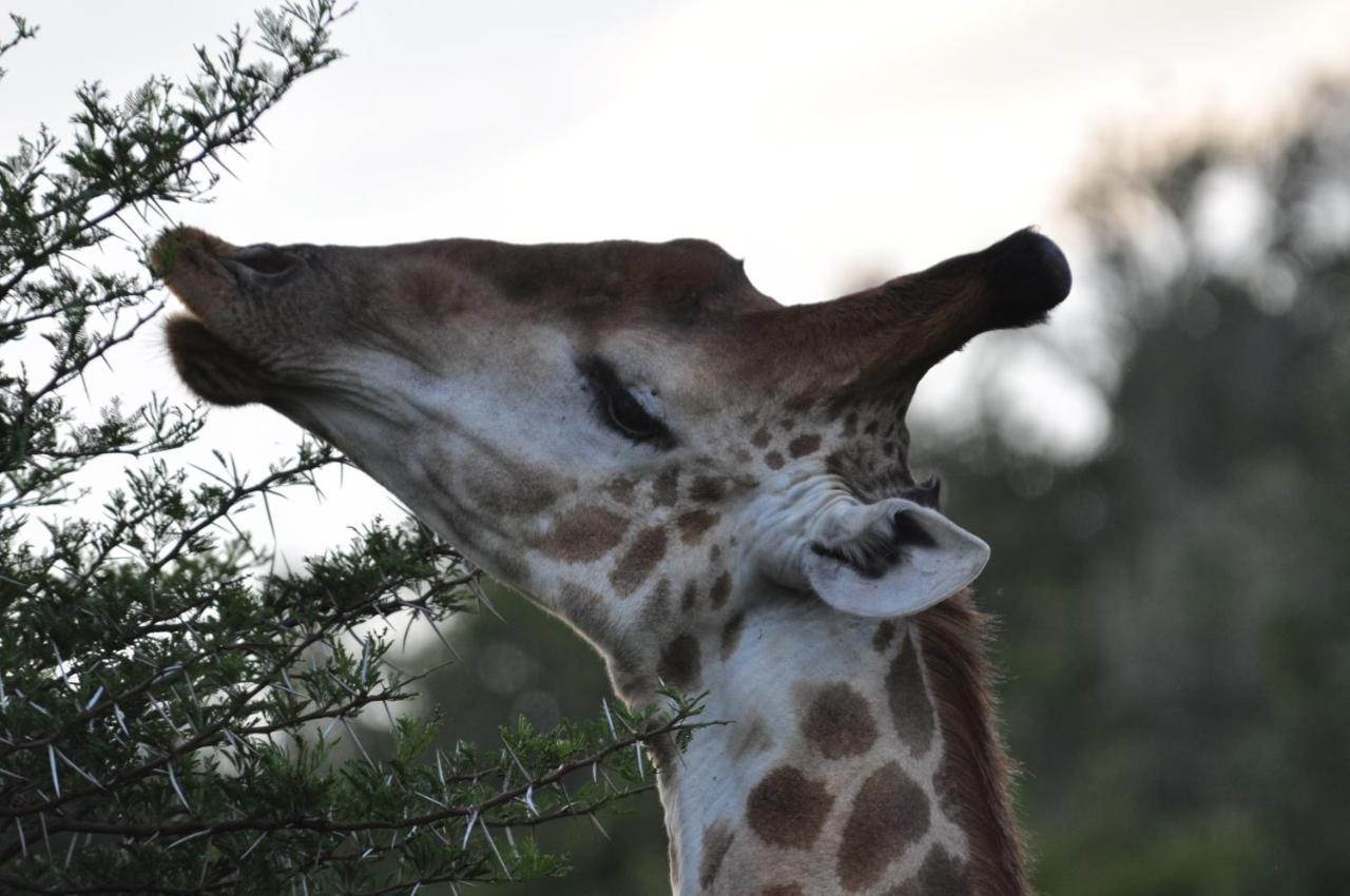 Hopewell Private Game Reserve Buyskloof Exterior foto