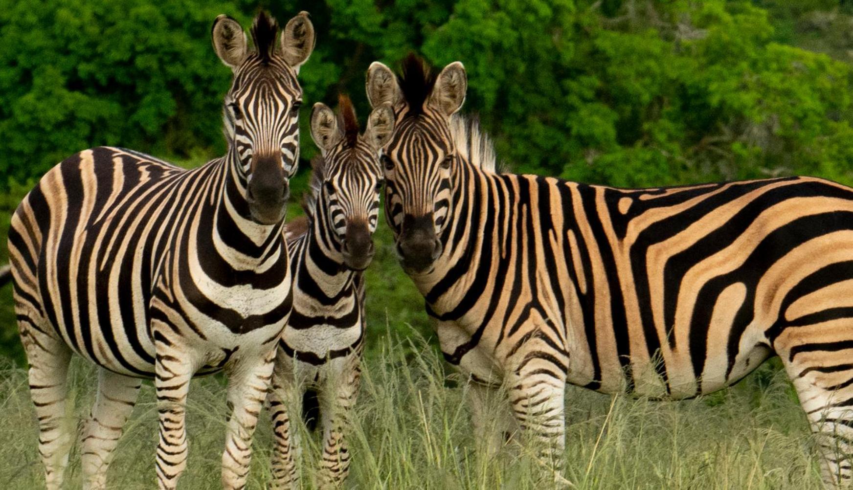 Hopewell Private Game Reserve Buyskloof Exterior foto