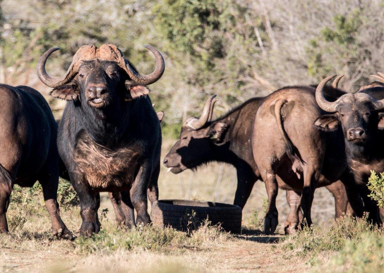 Hopewell Private Game Reserve Buyskloof Exterior foto
