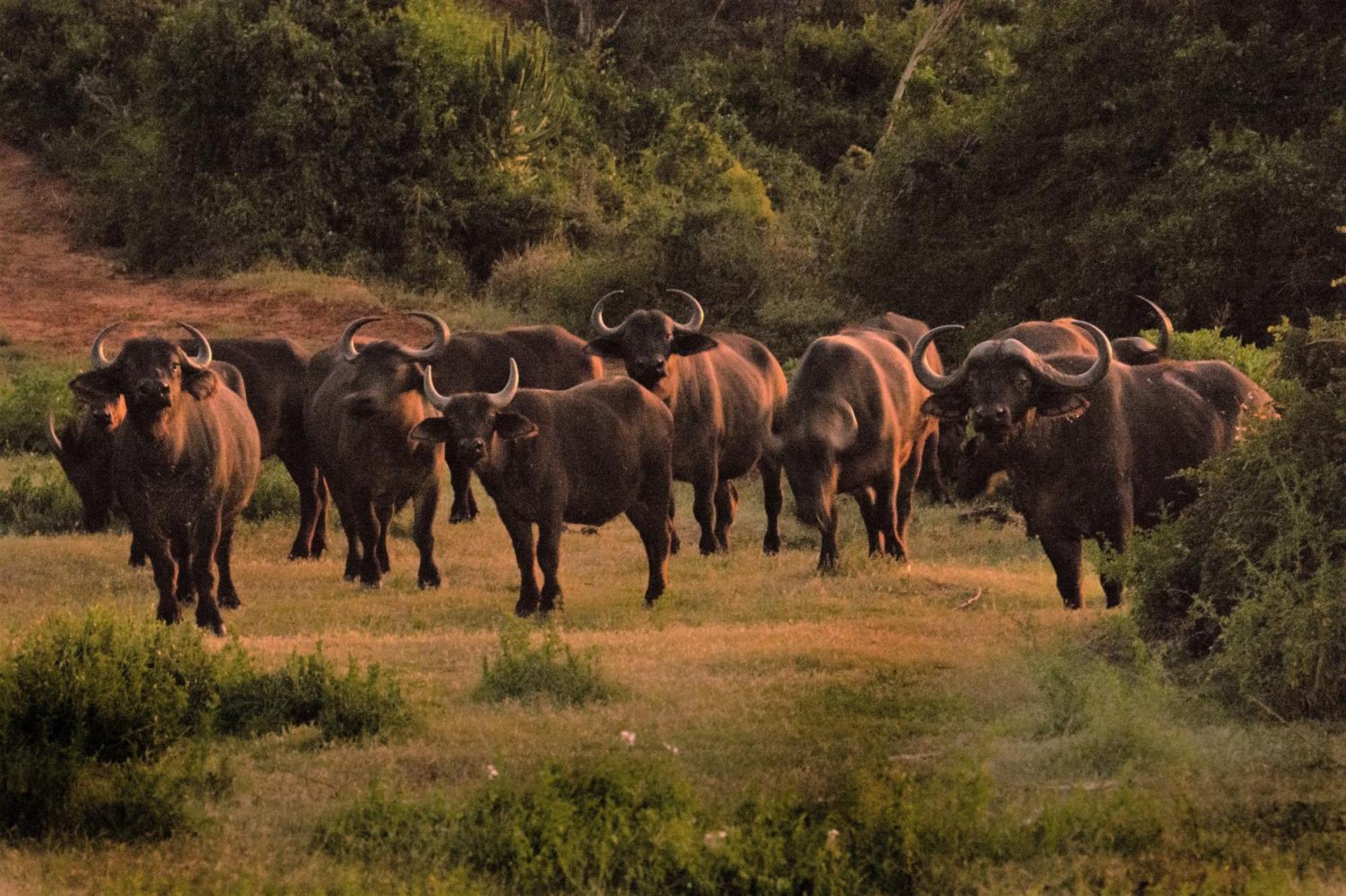 Hopewell Private Game Reserve Buyskloof Exterior foto