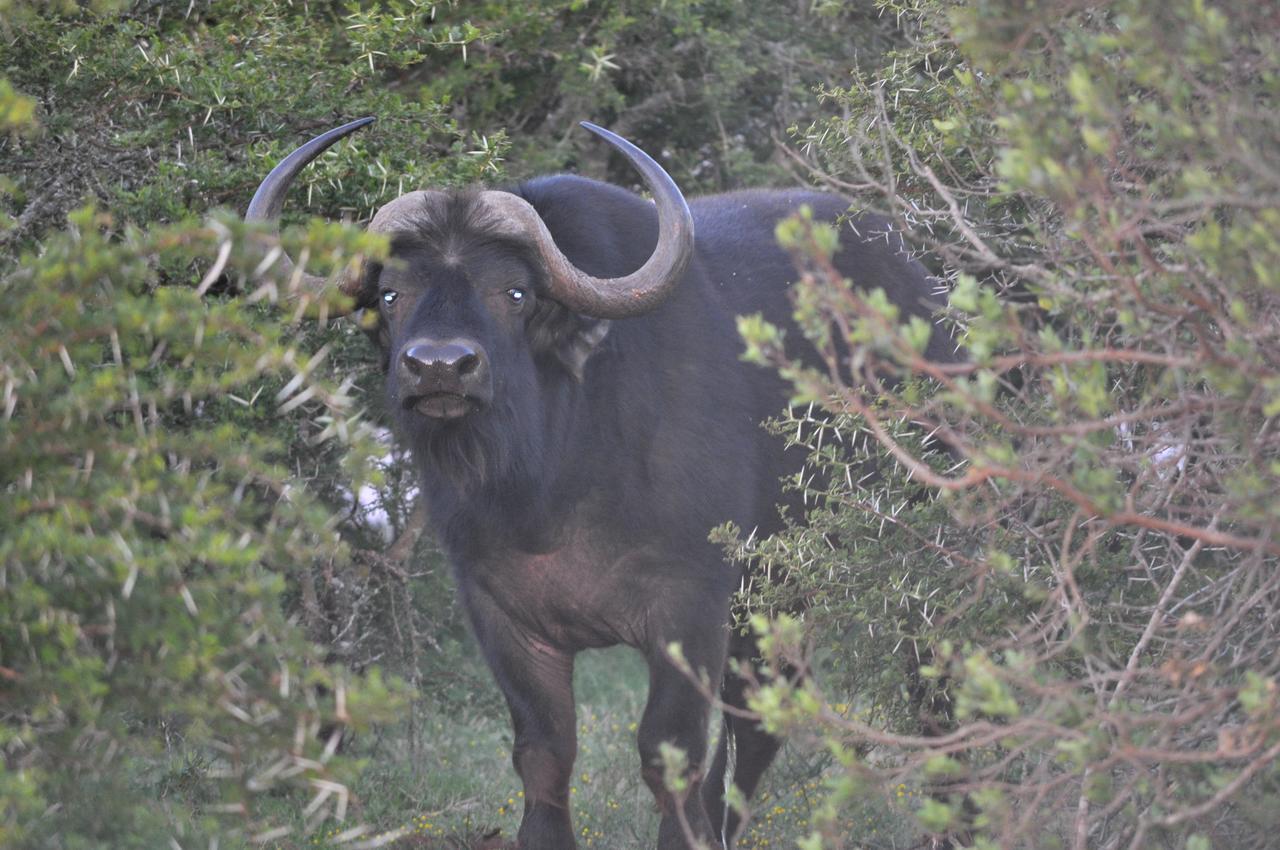 Hopewell Private Game Reserve Buyskloof Exterior foto