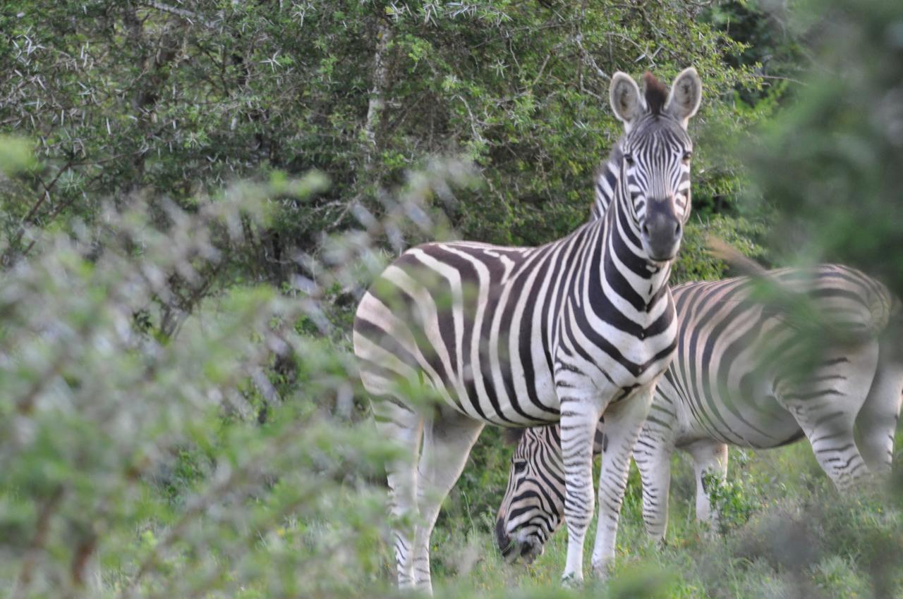 Hopewell Private Game Reserve Buyskloof Exterior foto