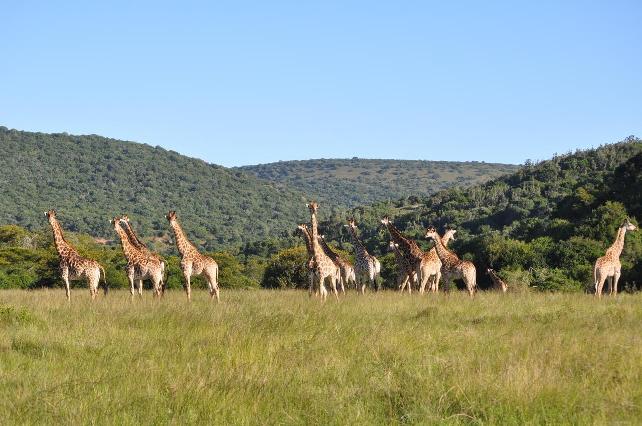 Hopewell Private Game Reserve Buyskloof Exterior foto